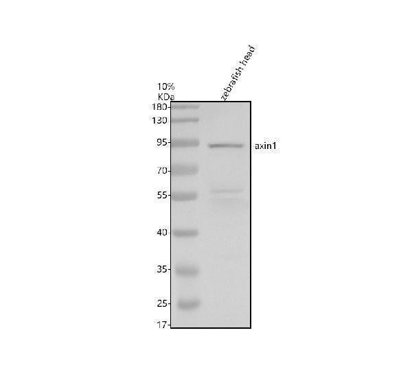 Anti-Zebrafish AXIN1 Antibody Picoband®