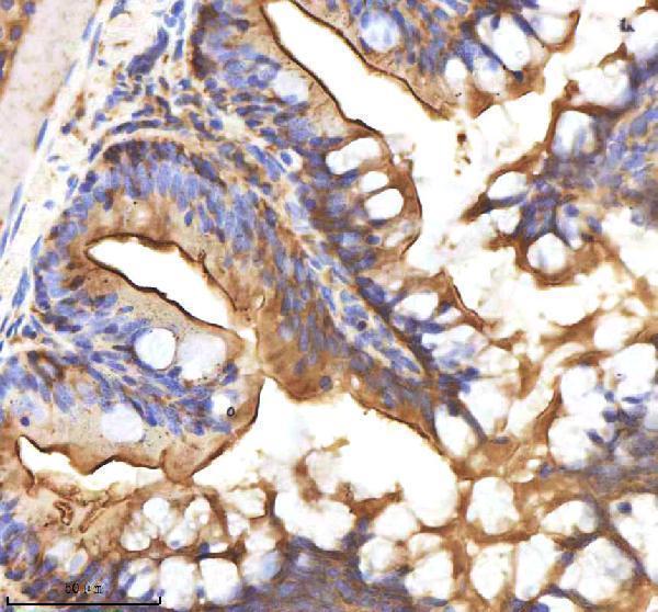 Anti-Zebrafish AXIN2 Antibody