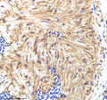 Anti-Zebrafish HAND2 Antibody