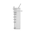 Anti-Zebrafish RRM1 Antibody Picoband®