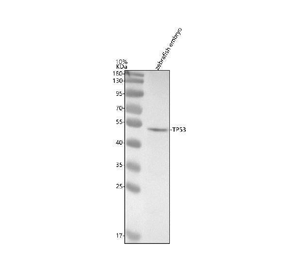 Anti-Zebrafish P53/TP53 Antibody Picoband®