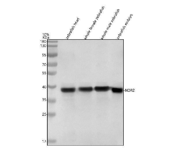 Anti-Zebrafish NDR2 Antibody Picoband®