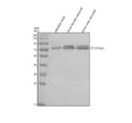 Anti-Zebrafish OTUD5a/b Antibody Picoband®