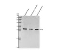 Anti-Zebrafish TNFA Antibody Picoband®