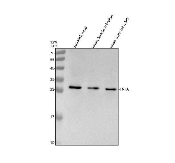 Anti-Zebrafish TNFA Antibody Picoband®