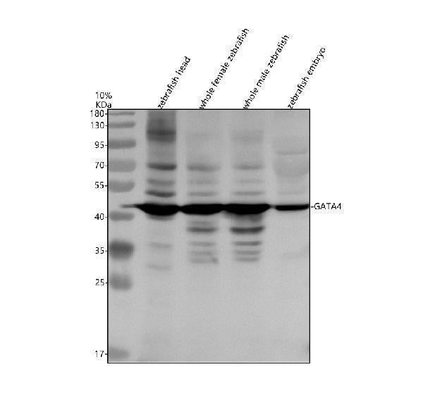 Anti-Zebrafish GATA4 Antibody Picoband®