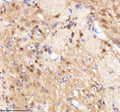 Anti-Zebrafish SF3B3 Antibody