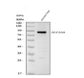 Anti-Zebrafish SLC6A4A Antibody Picoband®