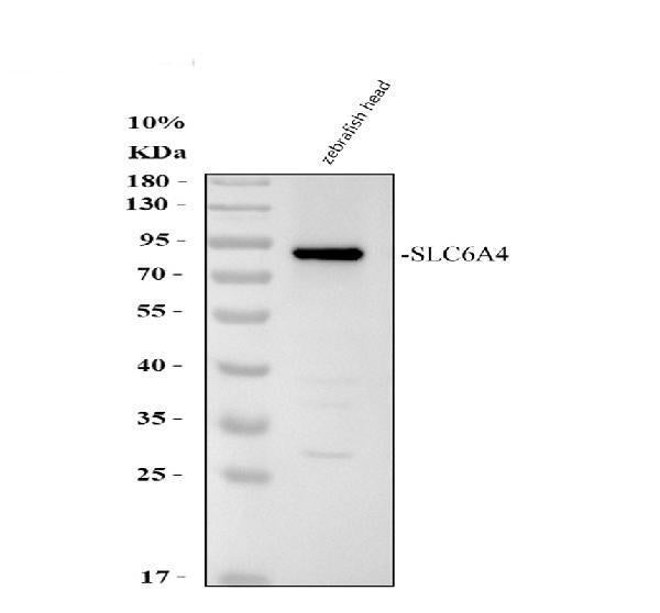 Anti-Zebrafish SLC6A4A Antibody Picoband®