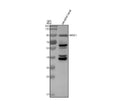 Anti-Zebrafish Glucocorticoid receptor/NR3C1 Antibody Picoband®
