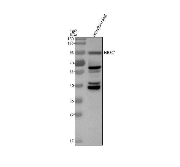 Anti-Zebrafish Glucocorticoid receptor/NR3C1 Antibody Picoband®