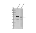 Anti-Zebrafish SLC2A1A Antibody Picoband®
