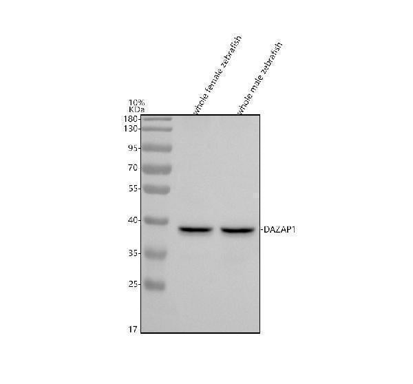 Anti-Zebrafish DAZAP1 Antibody Picoband®