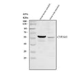 Anti-Zebrafish CYP3A65 Antibody Picoband®