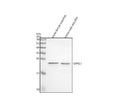 Anti-Zebrafish GRPEL1 Antibody Picoband®