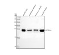 Anti-Zebrafish HMGB2a/b Antibody Picoband®
