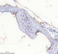 Anti-Zebrafish FGF20A Antibody