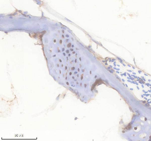 Anti-Zebrafish FGF20A Antibody