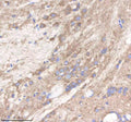 Anti-Zebrafish PI4KB Antibody