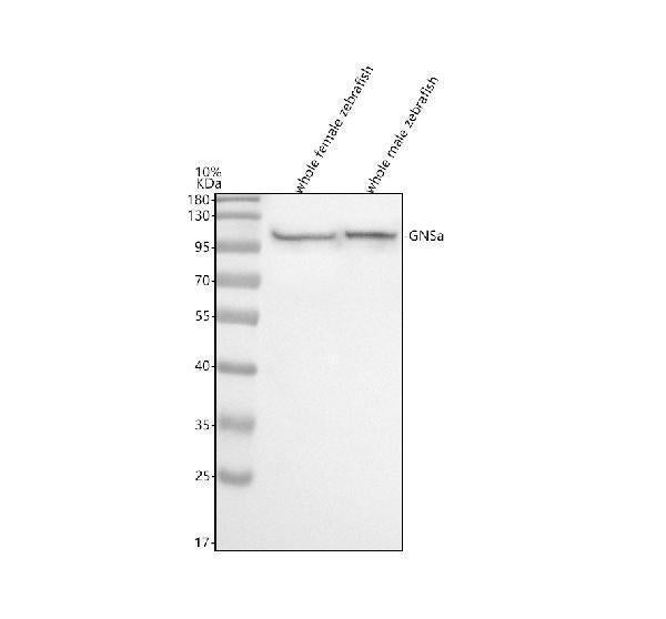 Anti-Zebrafish GNSa Antibody Picoband®