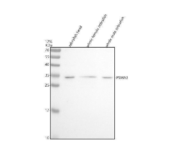 Anti-Zebrafish PSMA3 Antibody Picoband®