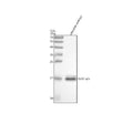 Anti-Zebrafish SUB1a/b Antibody Picoband®