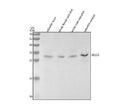 Anti-Zebrafish BCL2A Antibody Picoband®