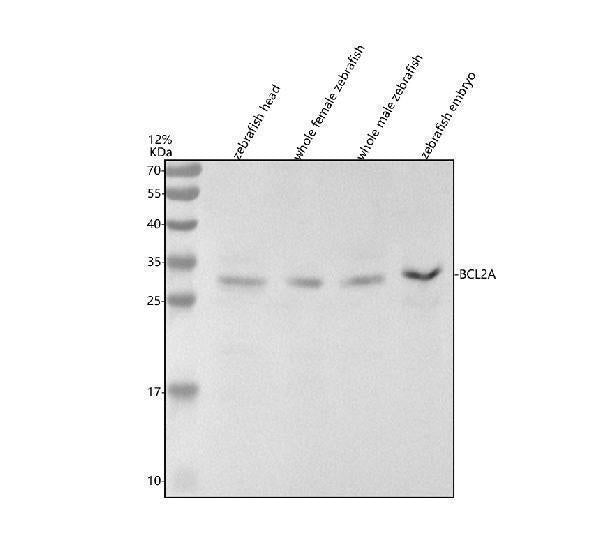Anti-Zebrafish BCL2A Antibody Picoband®