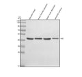 Anti-Zebrafish EED Antibody Picoband®