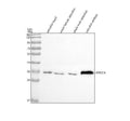 Anti-Zebrafish PPP2CA Antibody Picoband®