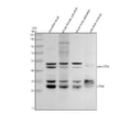 Anti-Zebrafish Cathepsin K/CTSK Antibody Picoband®