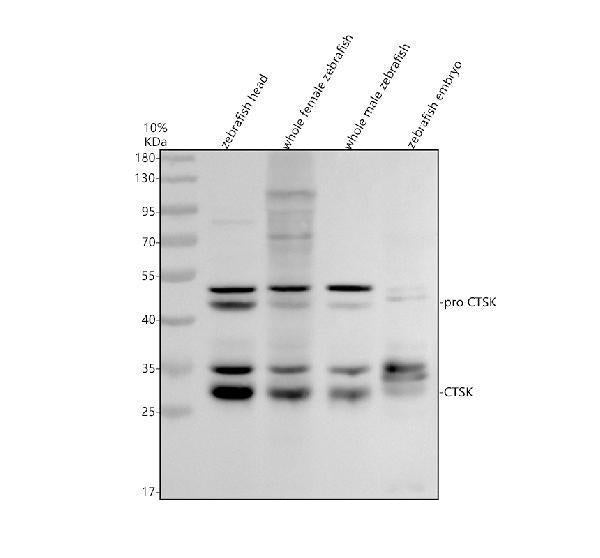 Anti-Zebrafish Cathepsin K/CTSK Antibody Picoband®