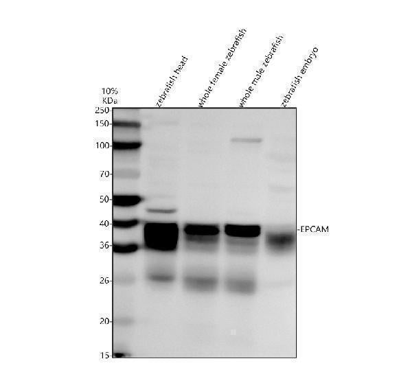 Anti-Zebrafish CD326/EPCAM Antibody Picoband®