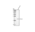 Anti-Zebrafish HRASa/b Antibody Picoband®