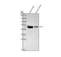 Anti-Zebrafish GFAP Antibody Picoband®