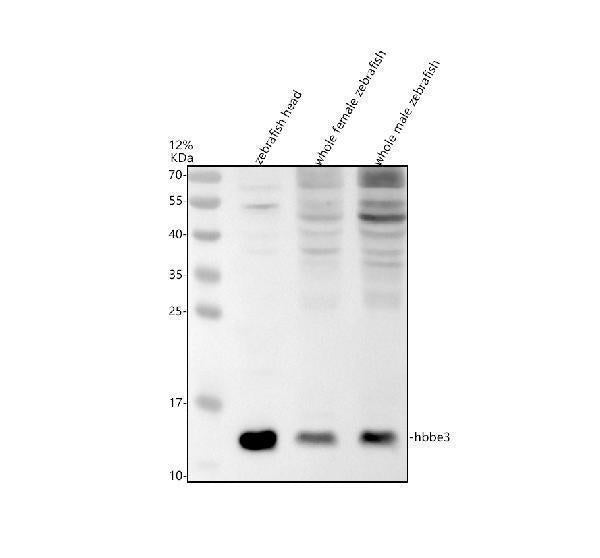 Anti-Zebrafish HBBE3 Antibody Picoband®