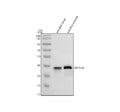 Anti-Zebrafish MSI1a/b Antibody Picoband®
