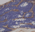 Anti-Zebrafish IFT172 Antibody