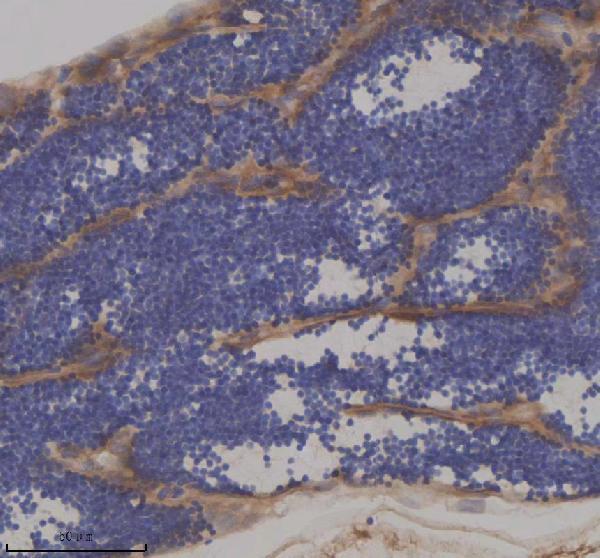 Anti-Zebrafish IFT172 Antibody