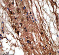 Anti-Zebrafish LIN9 Antibody