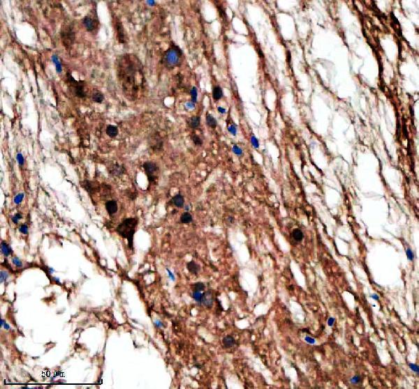 Anti-Zebrafish LIN9 Antibody