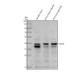 Anti-Zebrafish CCN2A Antibody Picoband®