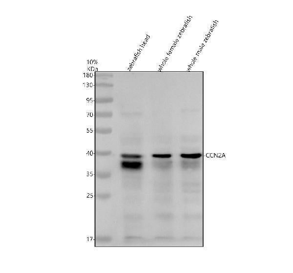 Anti-Zebrafish CCN2A Antibody Picoband®