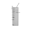 Anti-Zebrafish STIP1 Antibody Picoband®