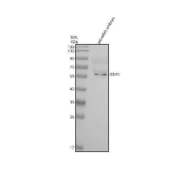 Anti-Zebrafish STIP1 Antibody Picoband®