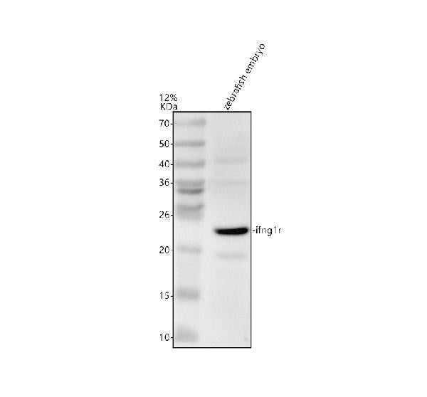 Anti-Zebrafish IFNG1R Antibody Picoband®