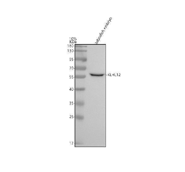 Anti-Zebrafish KLHL12 Antibody Picoband®