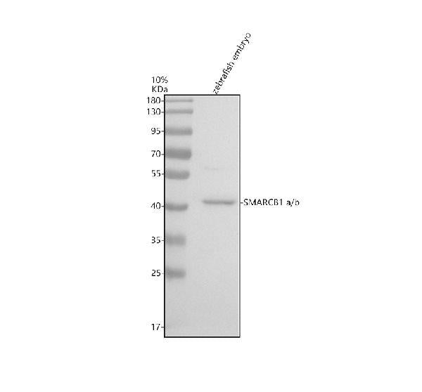 Anti-Zebrafish SMARCB1a/b Antibody Picoband®