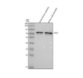 Anti-Zebrafish OPA1 Antibody Picoband®