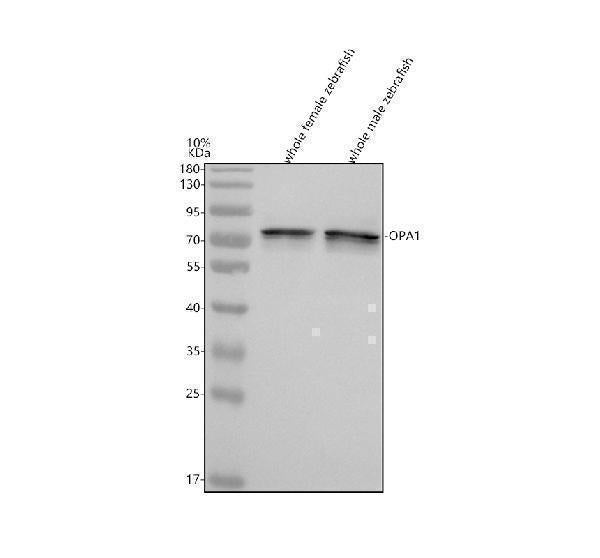 Anti-Zebrafish OPA1 Antibody Picoband®